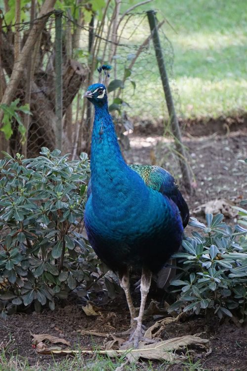 peacock ave park