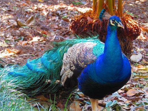 peacock bird blue