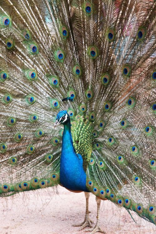 peacock bird animal