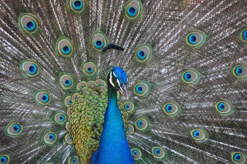 peacock birds iridescent