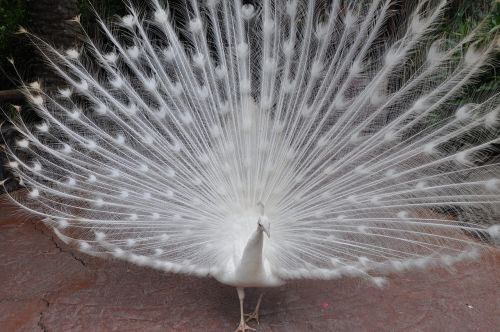 peacock white special colour