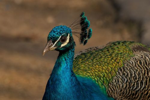 peacock bird zoo