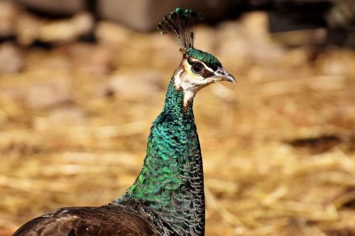 peacock female pride