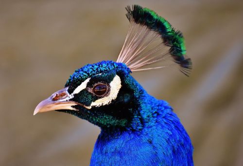 peacock pride bird