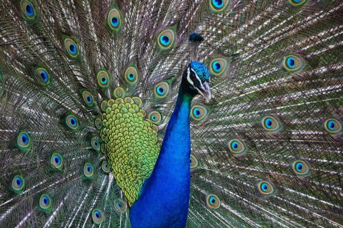 peacock bird animal