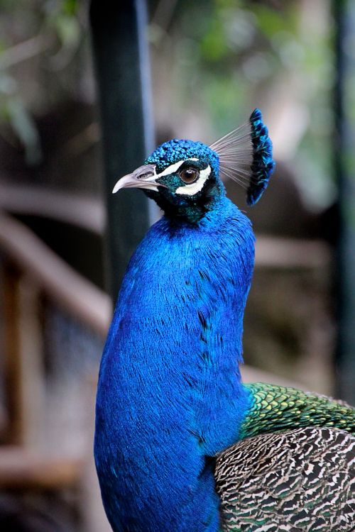 peacock bird blue