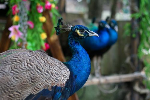 peacock bird flowers