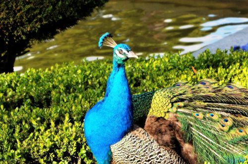 peacock the retiro madrid spain