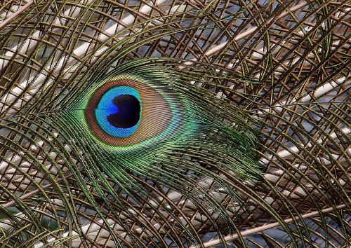 peacock tail feathers close up