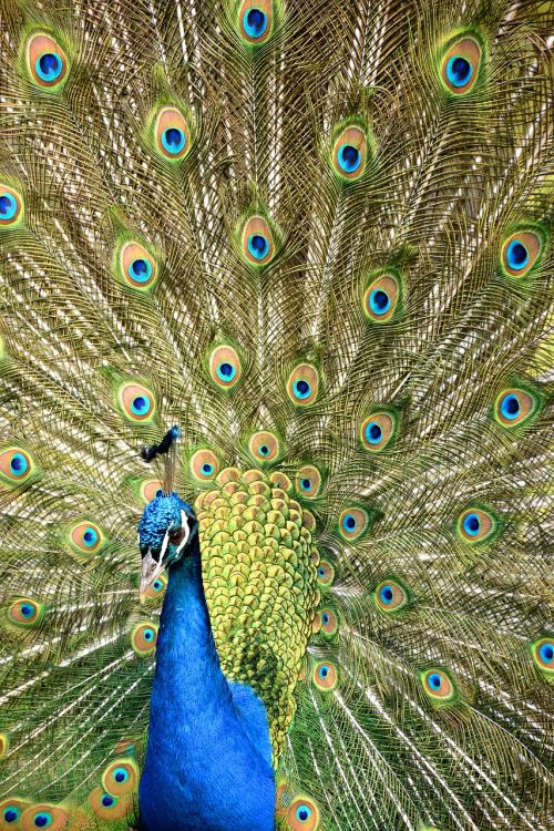 peacock wheel zoo