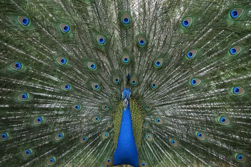 peacock dance plumage