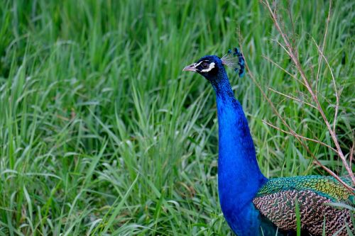 peacock bird pride