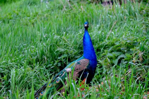 peacock bird pride