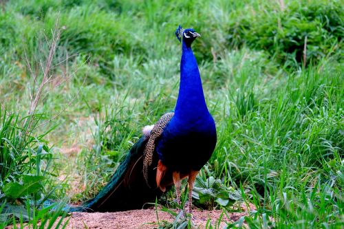 peacock bird pride