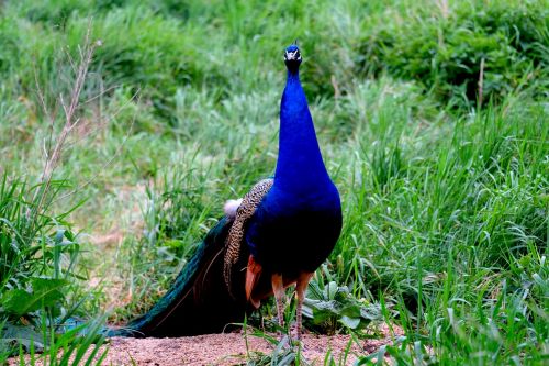 peacock bird pride