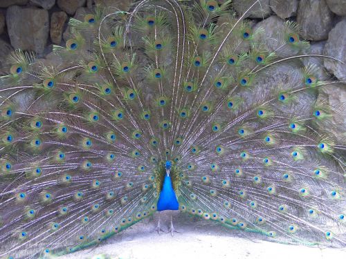 peacock beauty nature