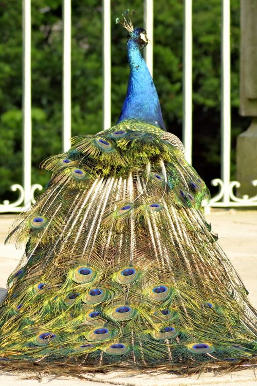 peacock tail eye