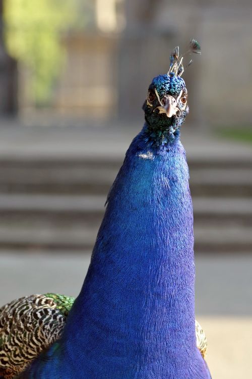 peacock the head of the look