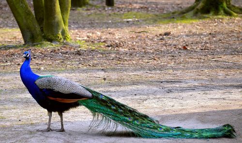 peacock colorful blue peacock