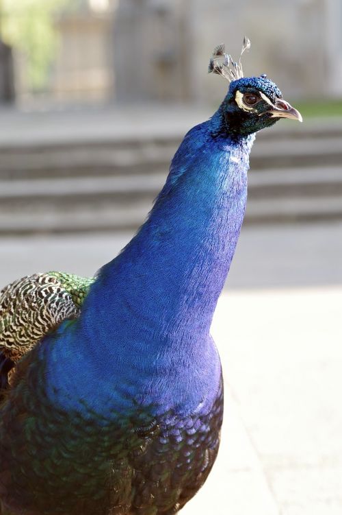 peacock bird park tail