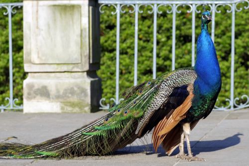 peacock dashing bird