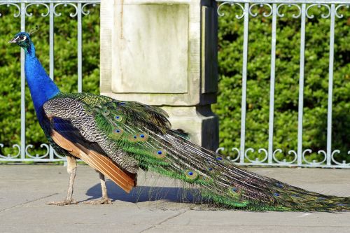 peacock dashing bird