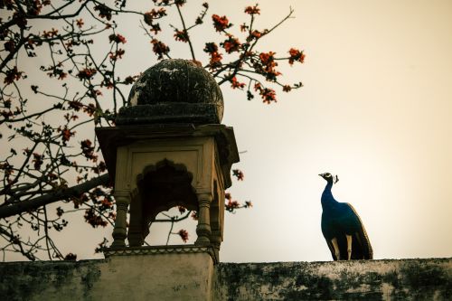 peacock bird nature