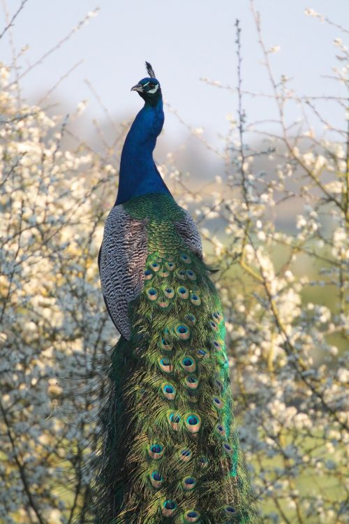 peacock feathers blossom
