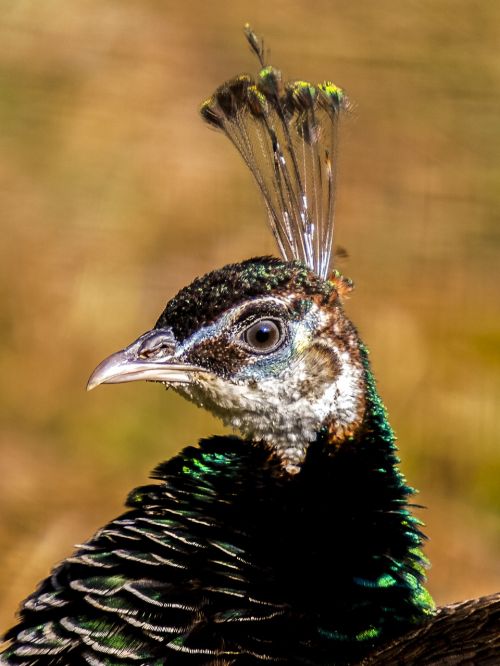 peacock bird flightless bird