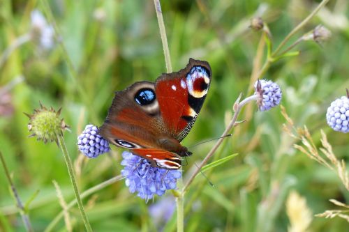 peacock butterfly animal