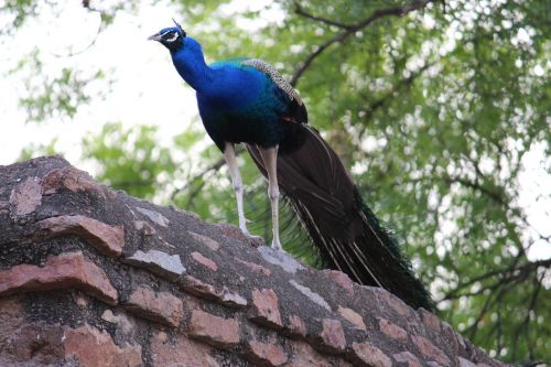 peacock bird bird of paradise