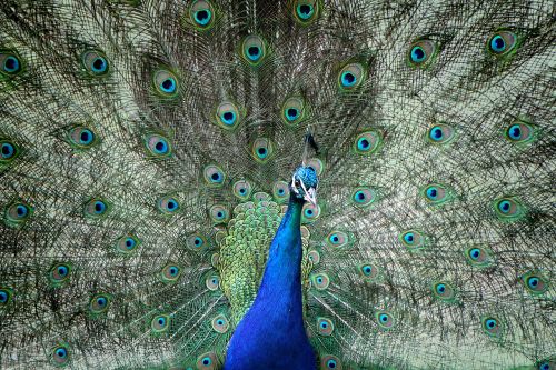 peacock beat rad colorful