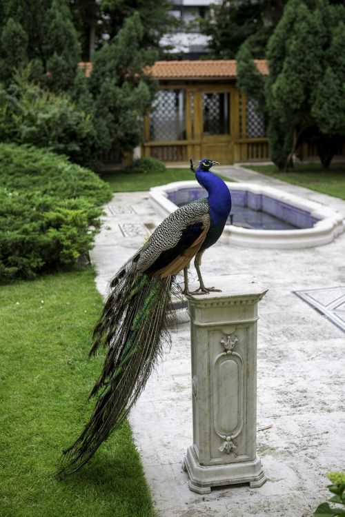 peacock marble pedestal garden