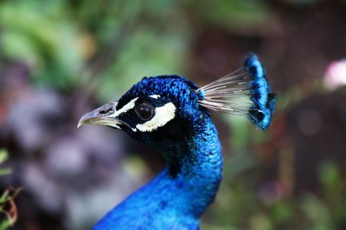 peacock bird blue