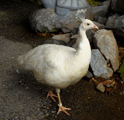 peacock white feather