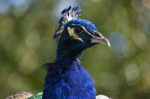 peacock peafowl bird