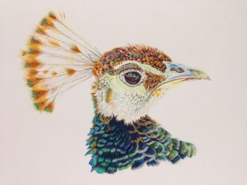 peacock coloured pencils bird