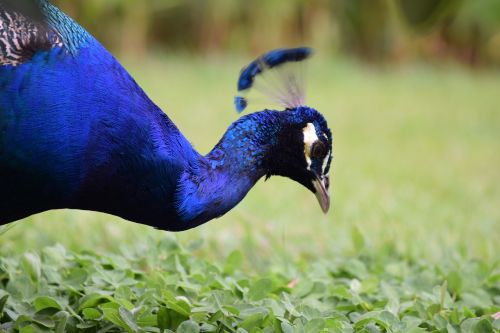 peacock guatemala blue