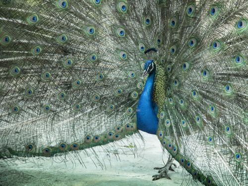 peacock zeal male