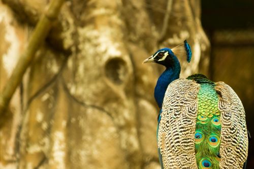 peacock zoo bird