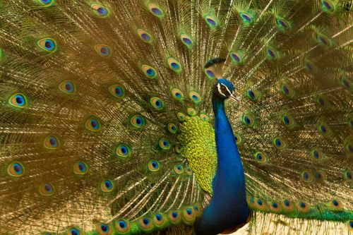 peacock bird nature