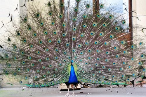 peacock bird tail feathers