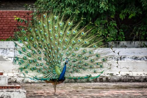 peacock bird plumage