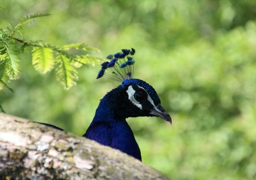 peacock head bill