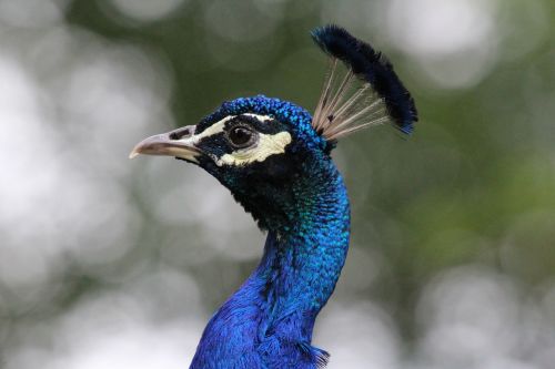 peacock peacock head feather