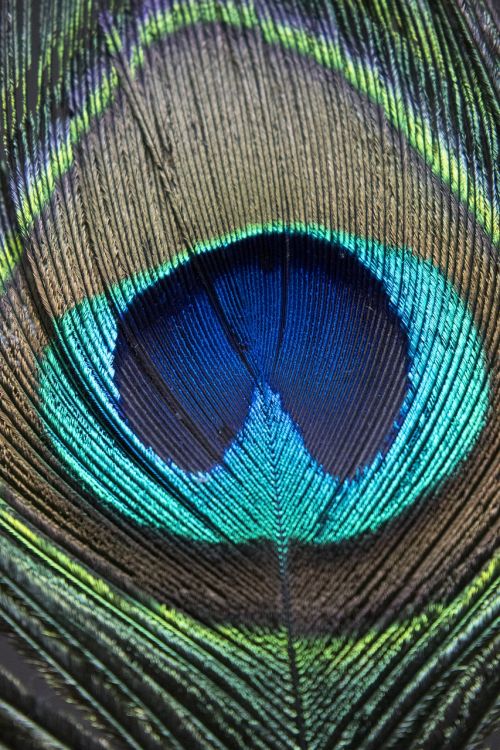 peacock feather macro