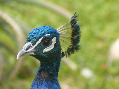 peacock head bird