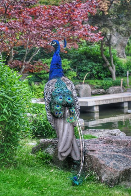 peacock garden green