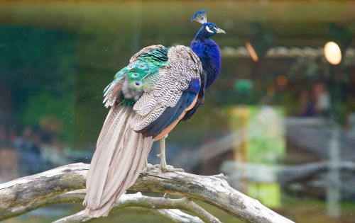 peacock pen bird