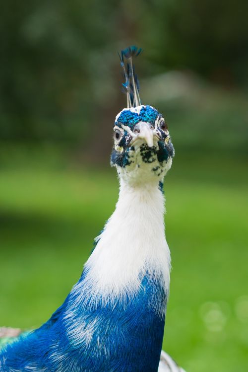 peacock bird nature